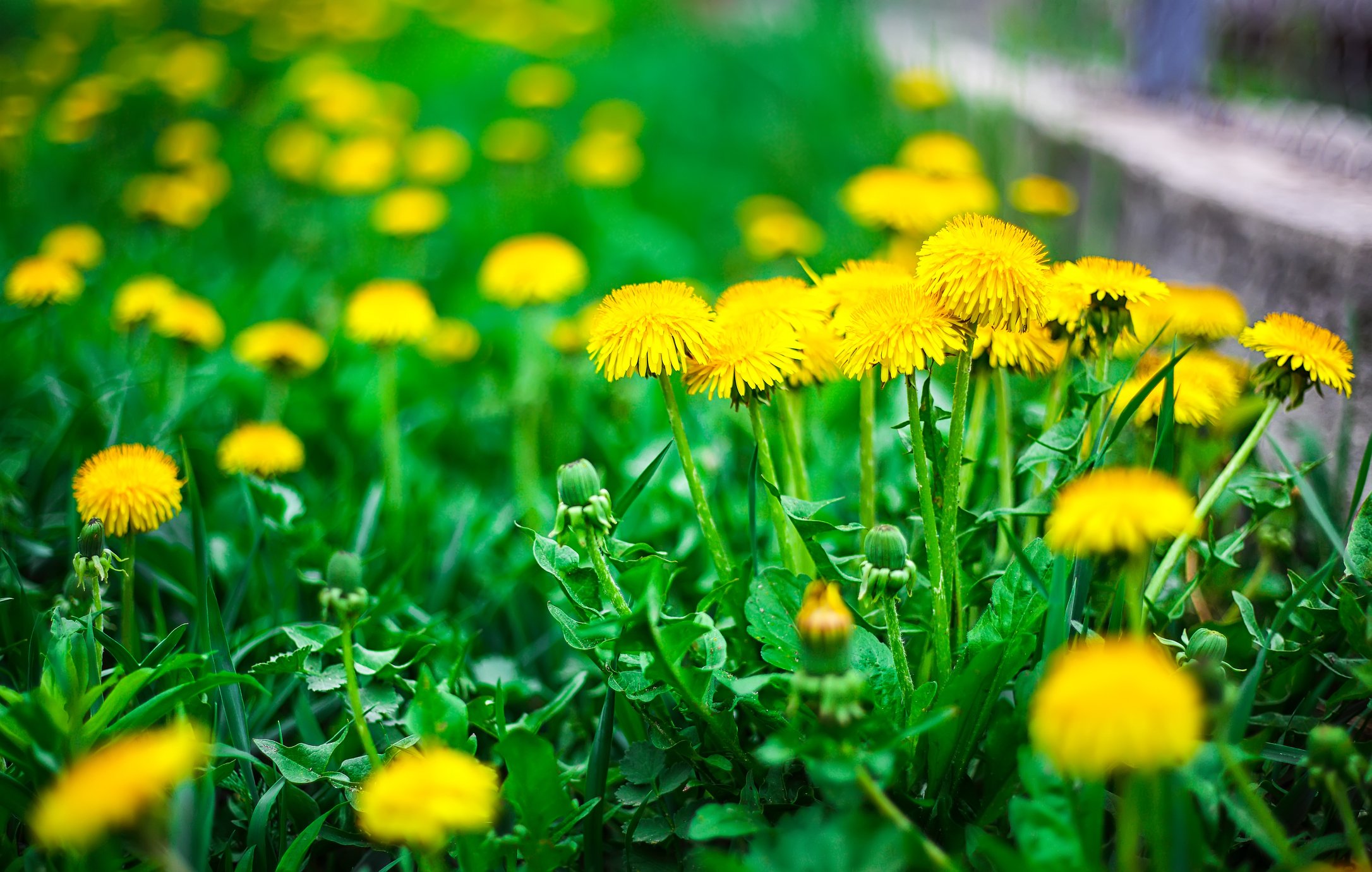 A healthy lawn is the best defense against weeds.