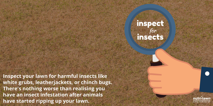 inspectforinsects-t.png