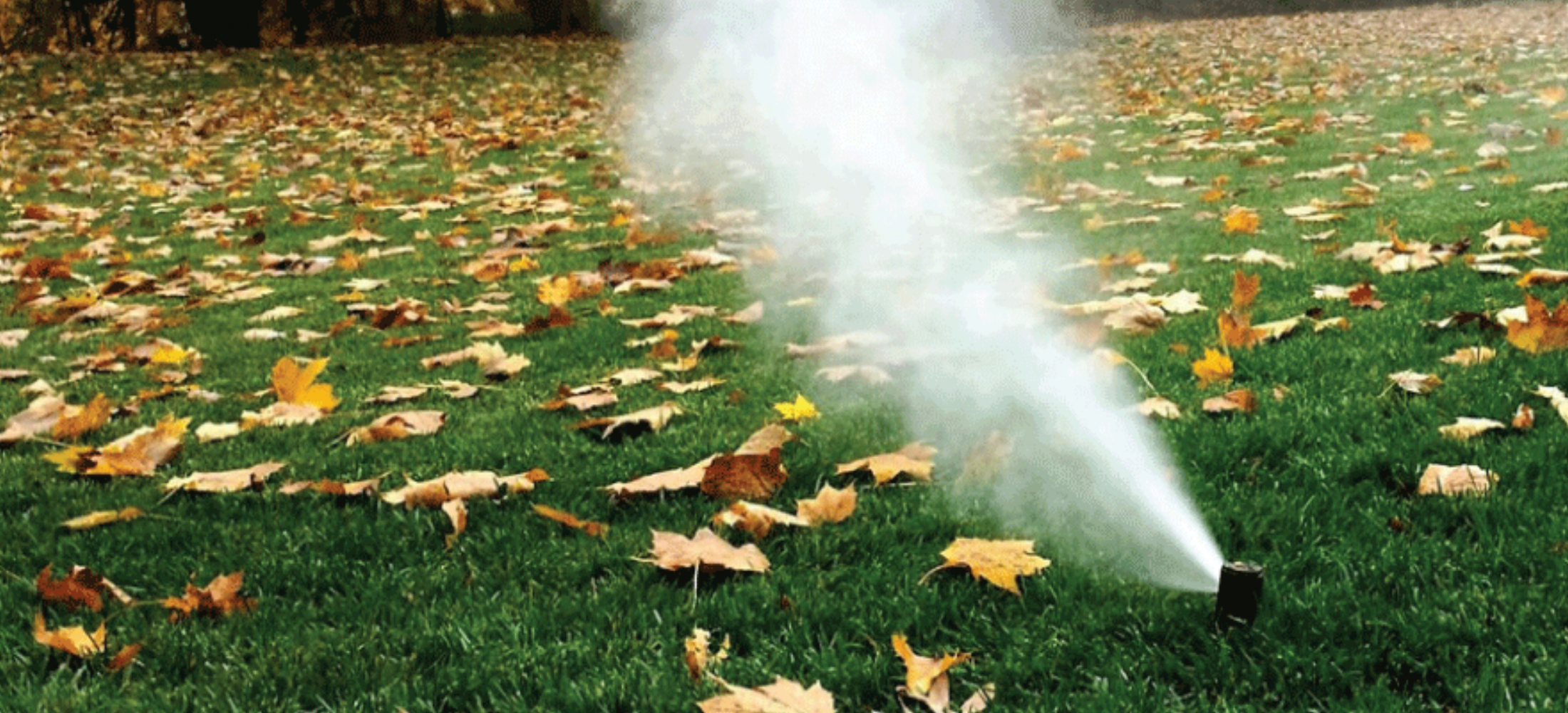 Winterize your irrigation system.