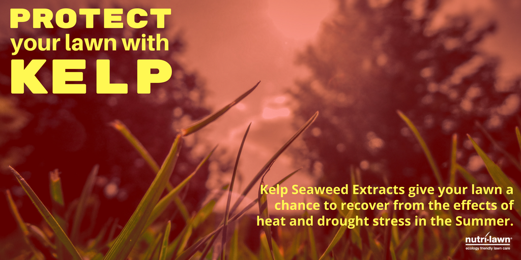 How Kelp Protects Your Lawn
