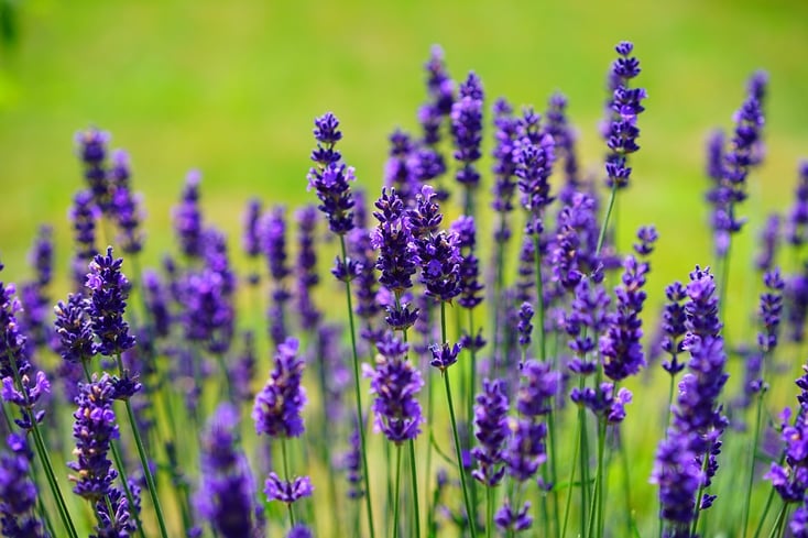 lavender-2.jpg