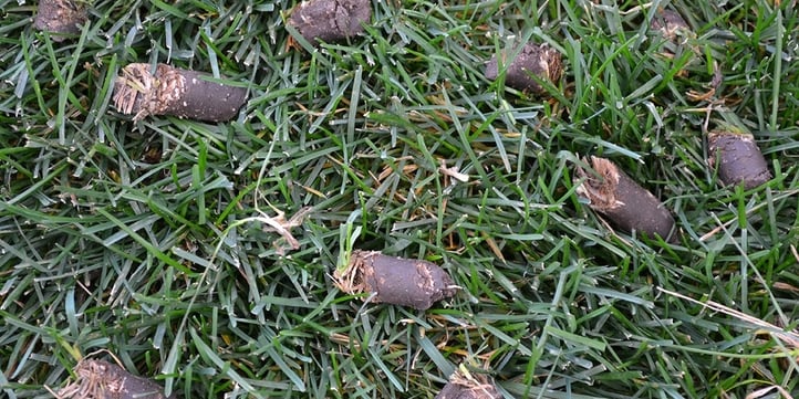 Using a special machine, small cores of soil about the size of your index finger are removed from the lawn, then left there to decompose.