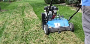 Should You Repair or Renovate Your Lawn?