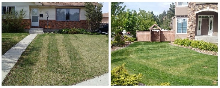 lawn-fertilizing-mistakes.jpg