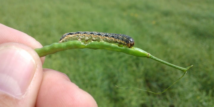 lawn-insect-cutworm.jpg