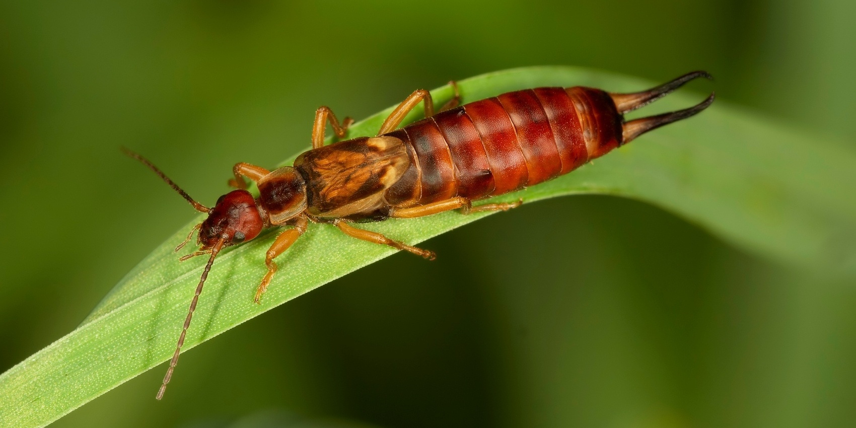 Common Canadian Lawn Insects