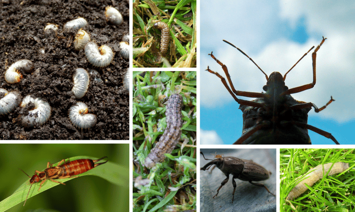 Common Canadian Lawn Insects Common Canadian Lawn Insects