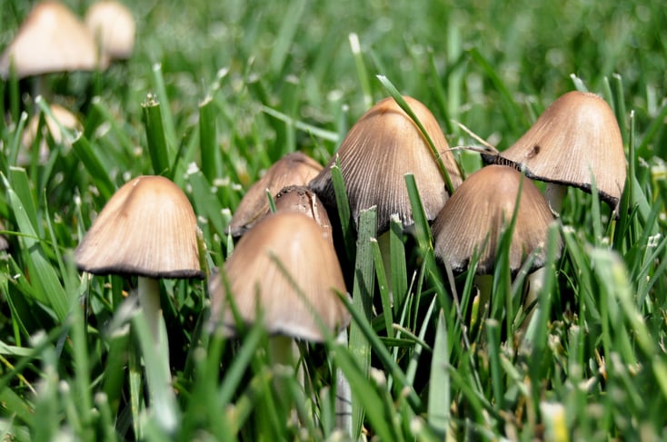 lawn-mushrooms.jpg