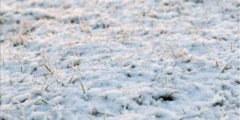 Consistent snow coverage acts similar to a blanket and helps insulate the grass plants.