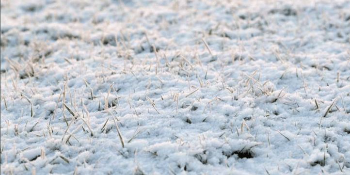 Consistent snow coverage acts as a blanket for grass. 