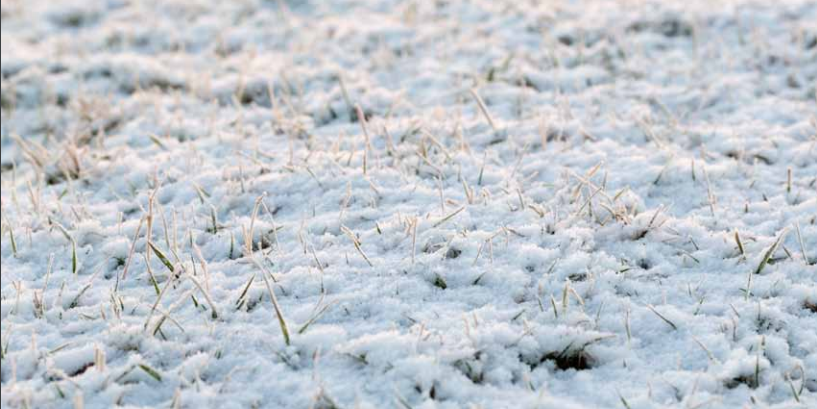 Without snow coverage, preventing damage from desiccation is difficult if susceptible site conditions exist or if the weather conditions are less than ideal.