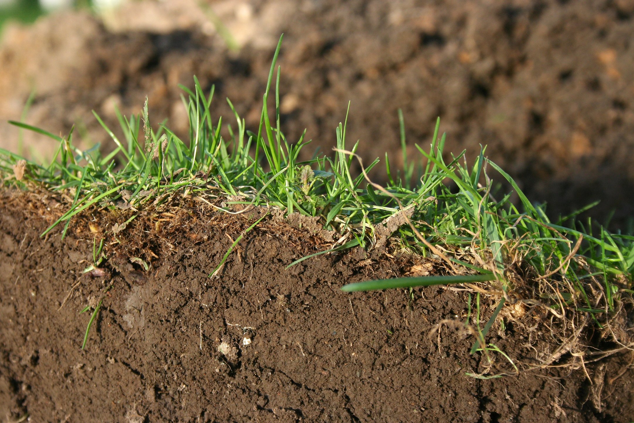 Root field. Thatch grass.