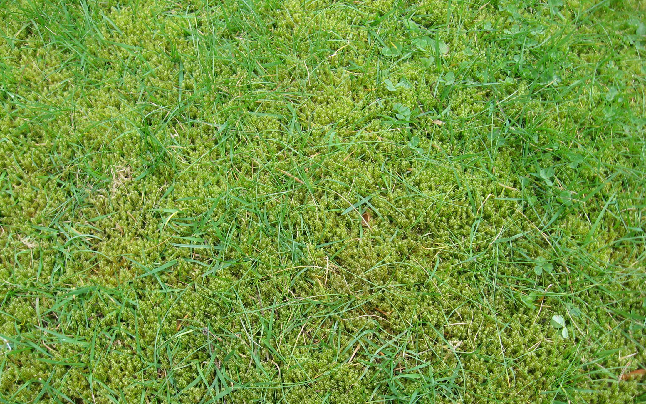 Weed of the Week Moss