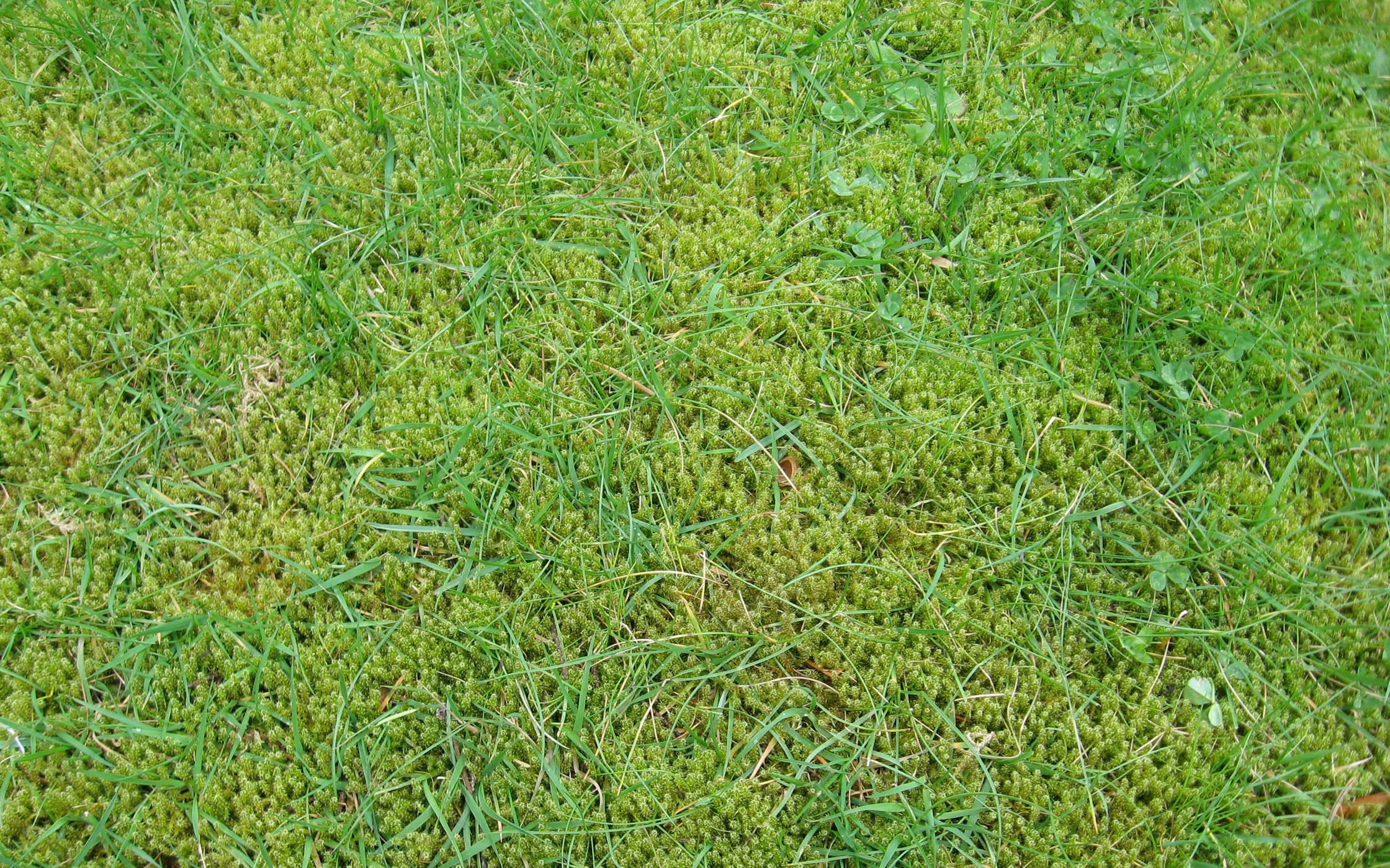 Unlike grass, moss can thrive in acidic soil conditions.