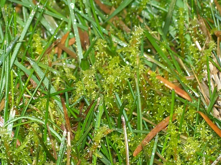 moss-growing.jpg