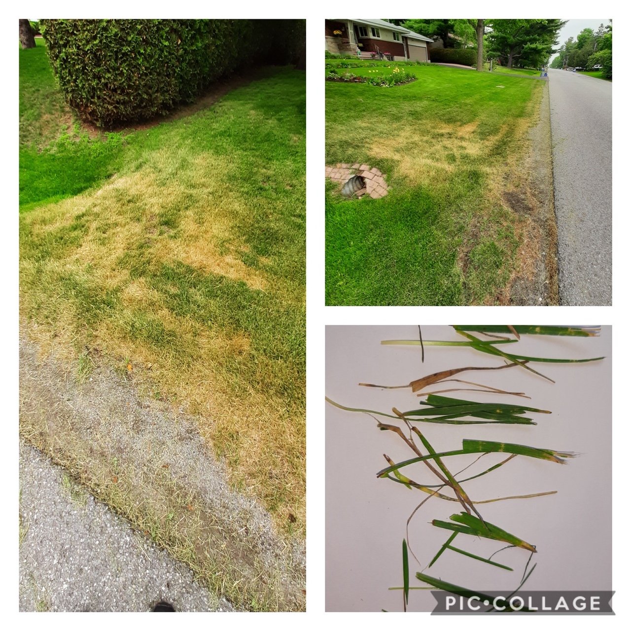 Extreme heat and dryness can lead to mower damage.