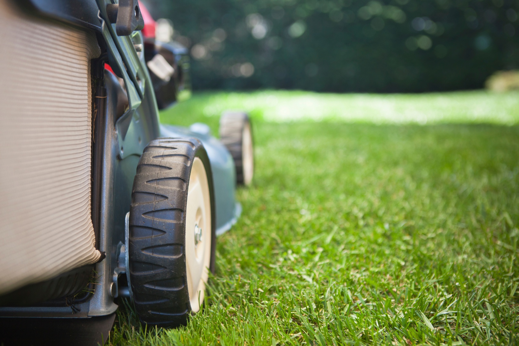 Dull mower blades rip and tear the blades of grass making the plant weak and susceptible to disease and other stresses. 