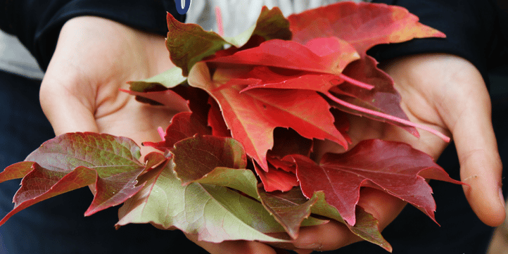 Shredded leaves are good for the flower bed