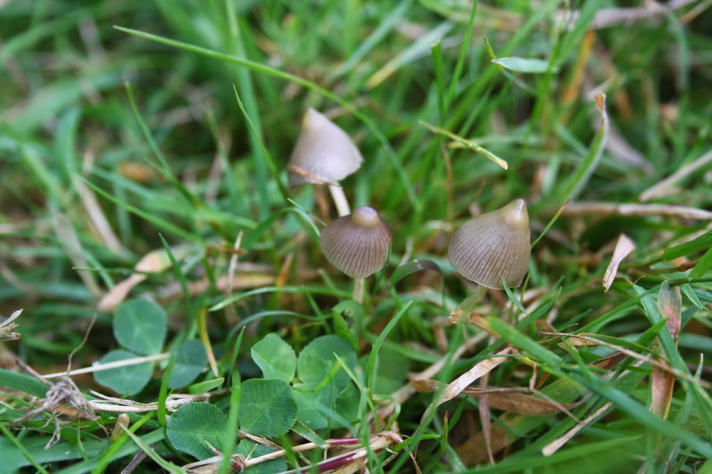 mushrooms-1.jpg