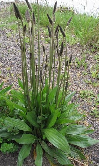 narrowleaved_plantain