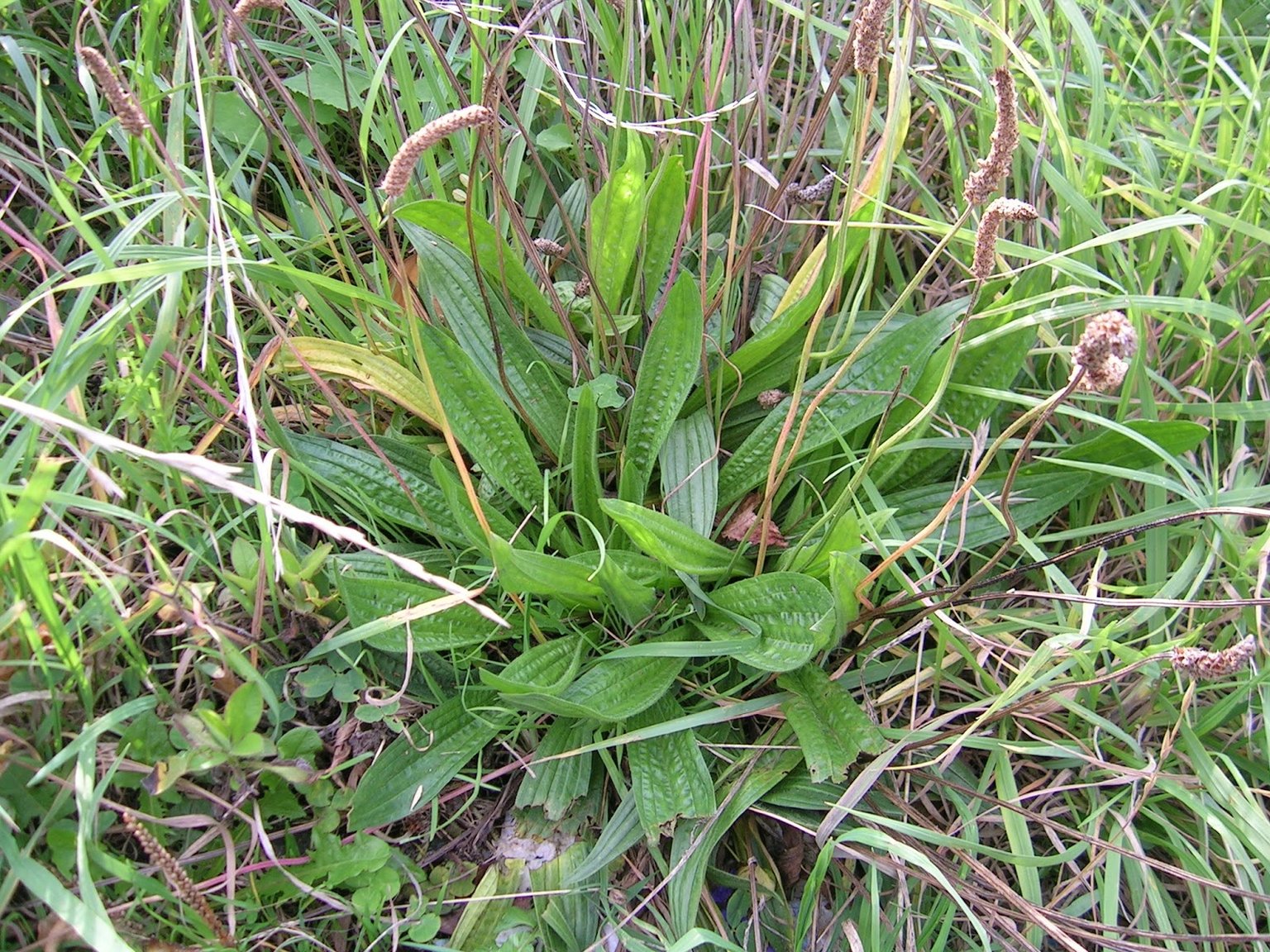 Weed of the Week Buckhorn Plantain