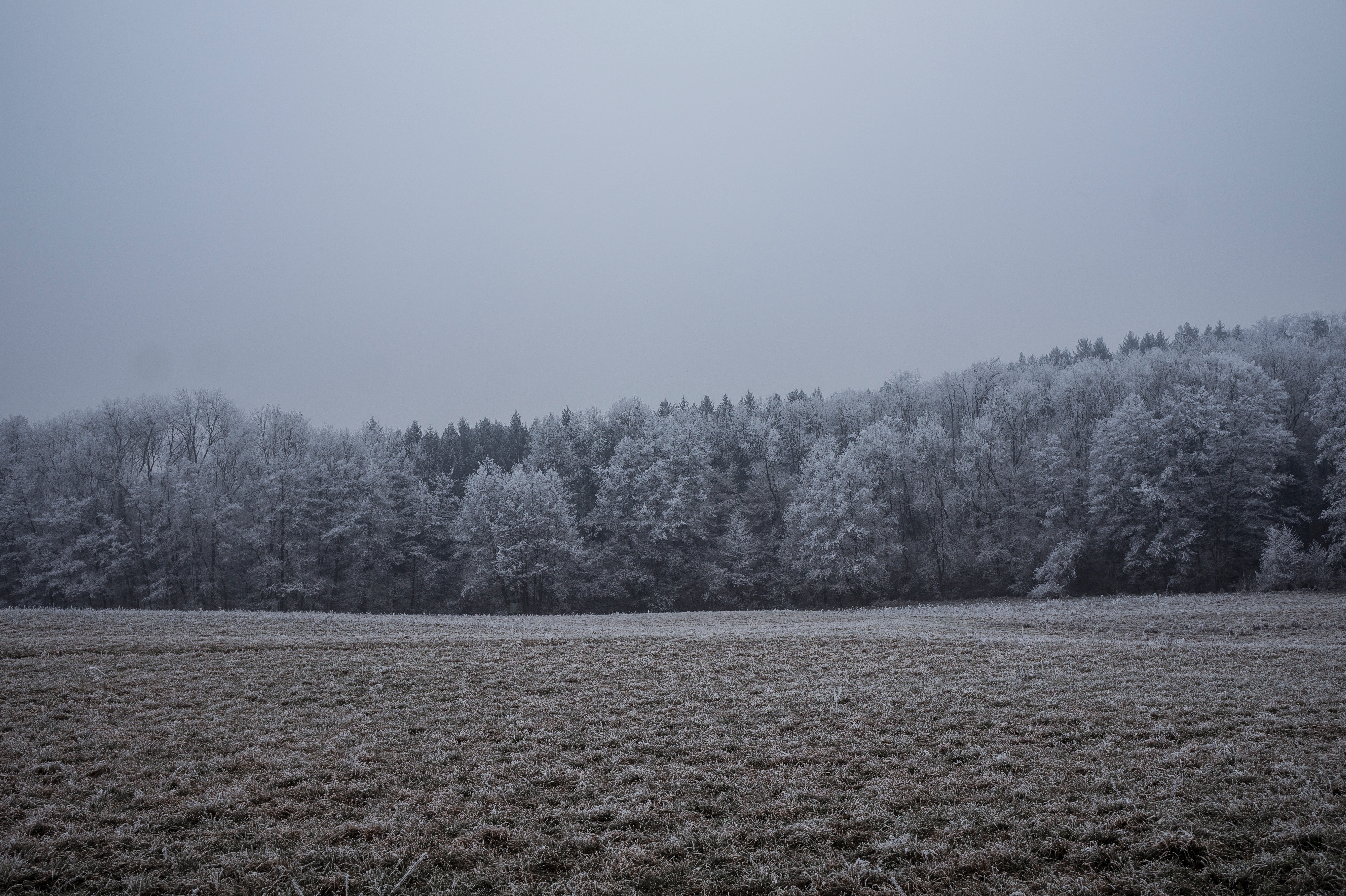 Even if it's not freezing cold outside, frost can still affect your lawn.