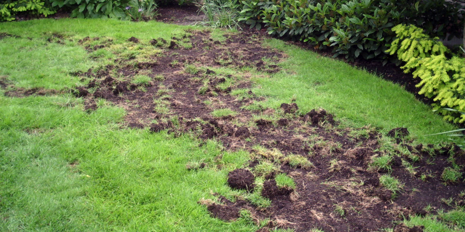 raccoons, skunks and crows can tear up your lawn, looking for pests.