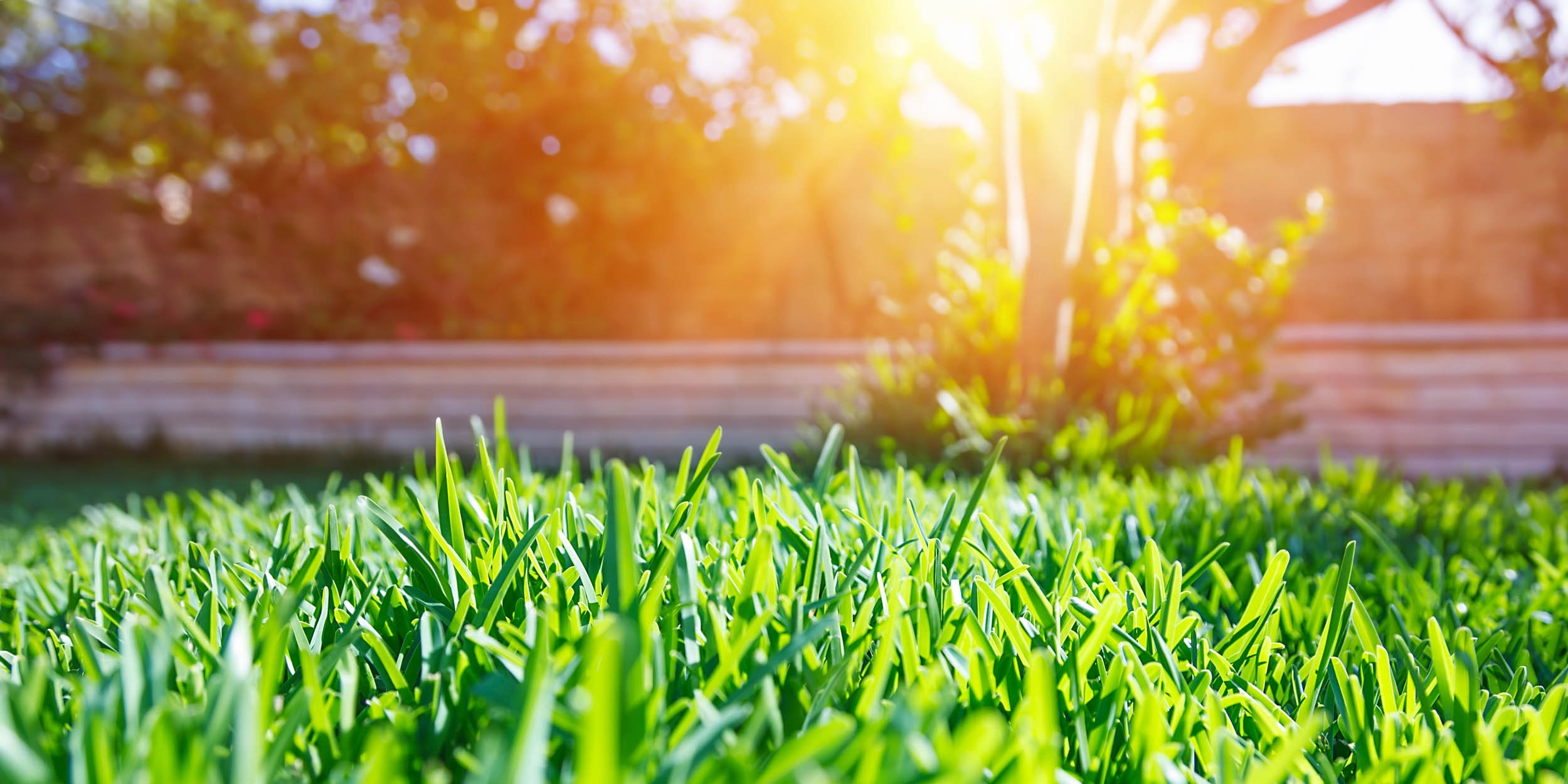 Proper watering is important in summer.