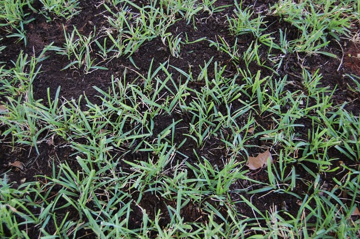 nutrilawn-top-dressing-lawn-closeup.jpg