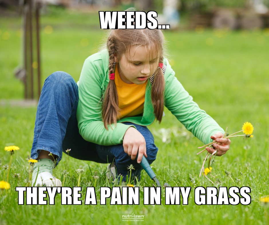 6 Common Spring Weeds & How To Deal With Them