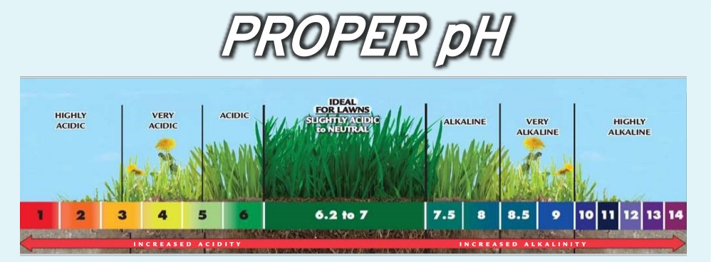 With all of our rain, it is going to take regular yearly applications of Calcitic Lime in order to give your lawn a fighting chance to have the pH more balanced.