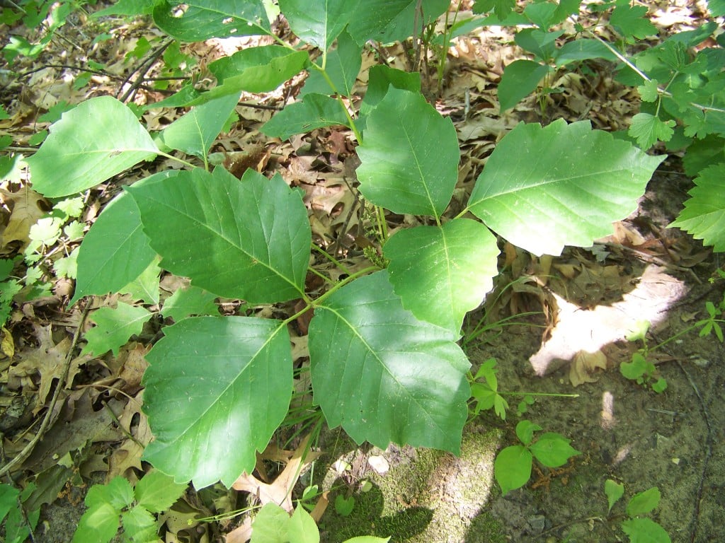 Poison ivy is a noxious weed.