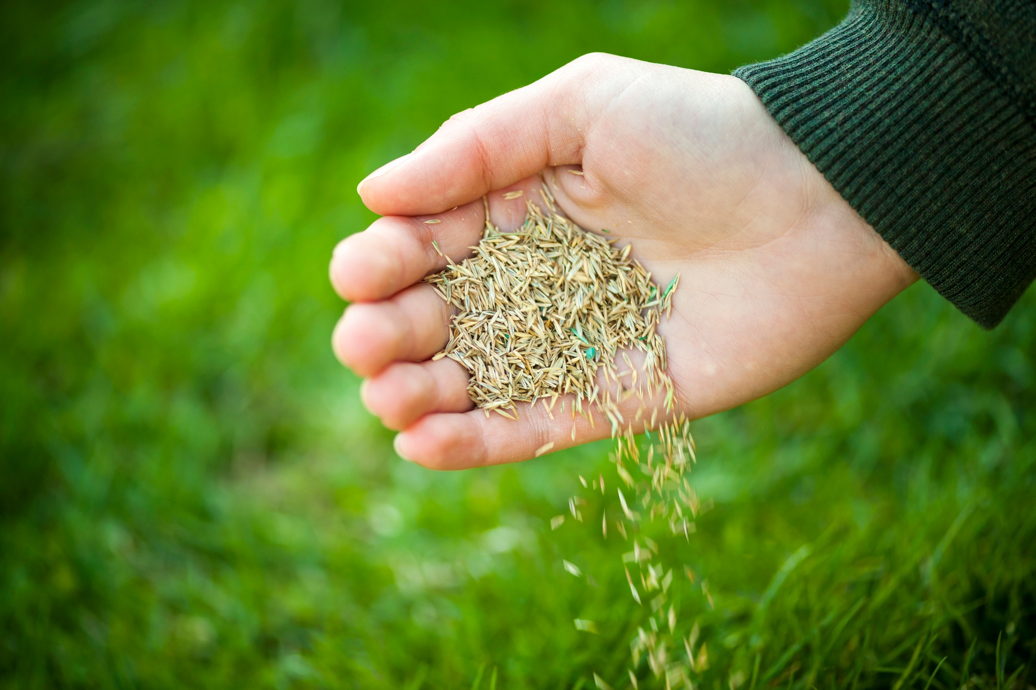In order to get good results with any lawn seeding project, the seed must be in contact with soil.