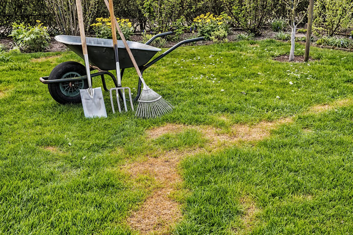 repair-or-renovate-lawn.jpg