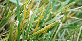 Rust affects all cool season grass species.