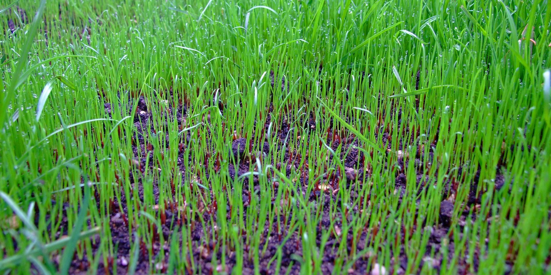 How To Fill In Bare Areas Of Your Lawn