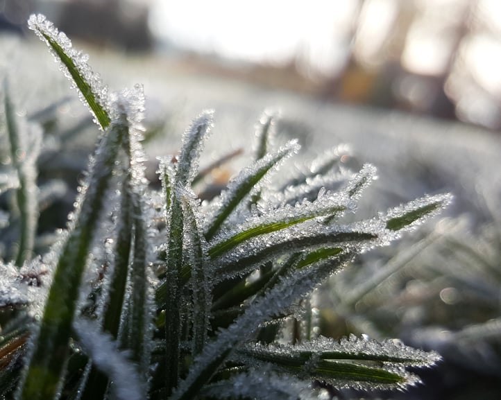 In certain parts of Canada, you may start to see frost on your lawn.