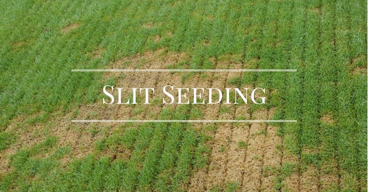 Slitseeding helps to revitalize grass.