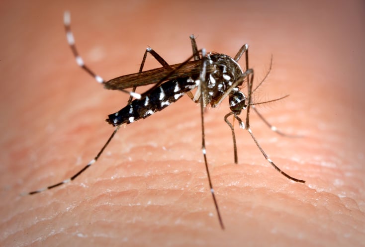 aedes-albopictus-mosquito-also-known-as-the-asian-tiger-mosquito.jpg