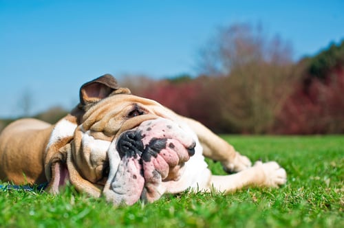 bulldog-on-grass