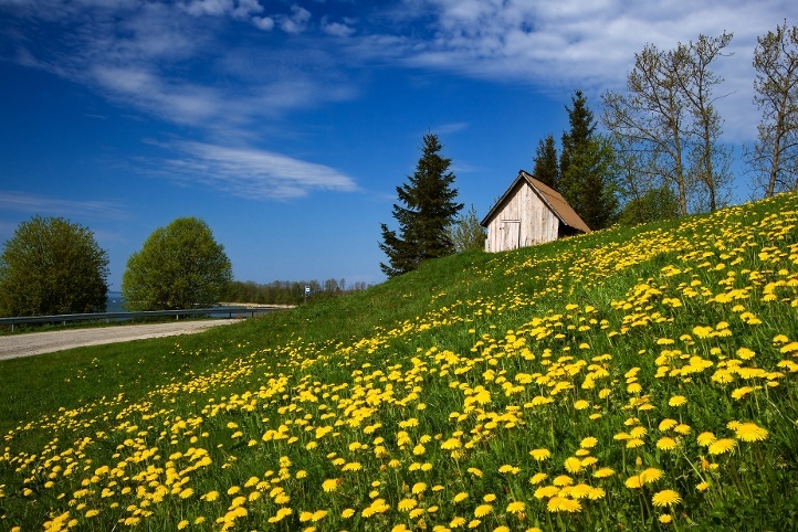 A stressed lawn is susceptible.