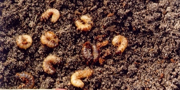 Grubs killed by nematodes.