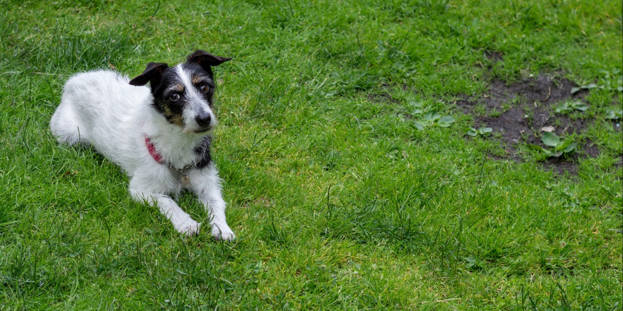 Repair bare spots on your lawn.