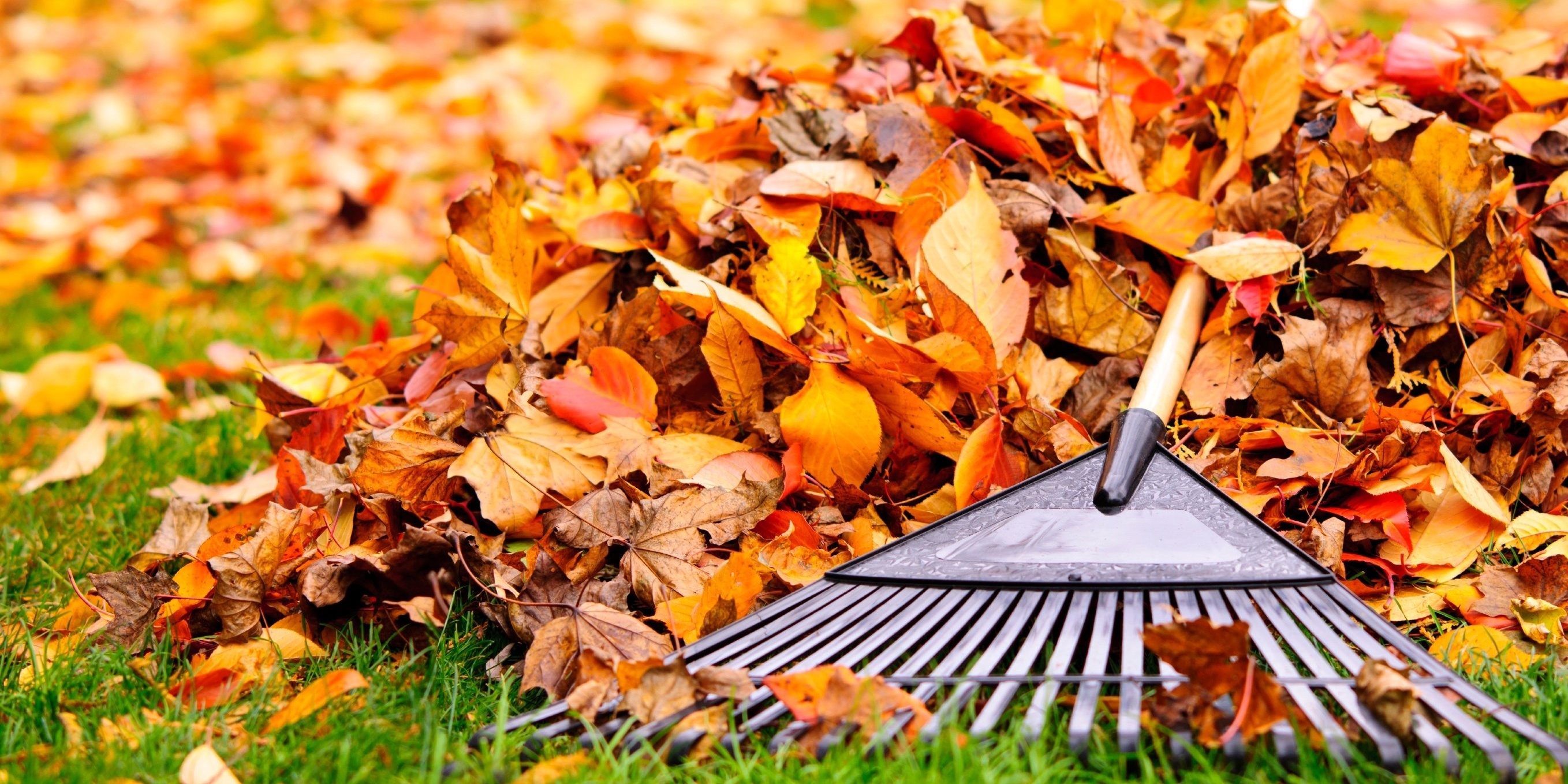 Letting leaves accumulate is potentially damaging to your grass blades, since you’re restricting the amount of sunlight they need to build winter hardiness.