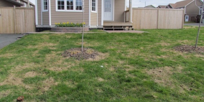 Winter Lawn Tips Snow Mold Disease