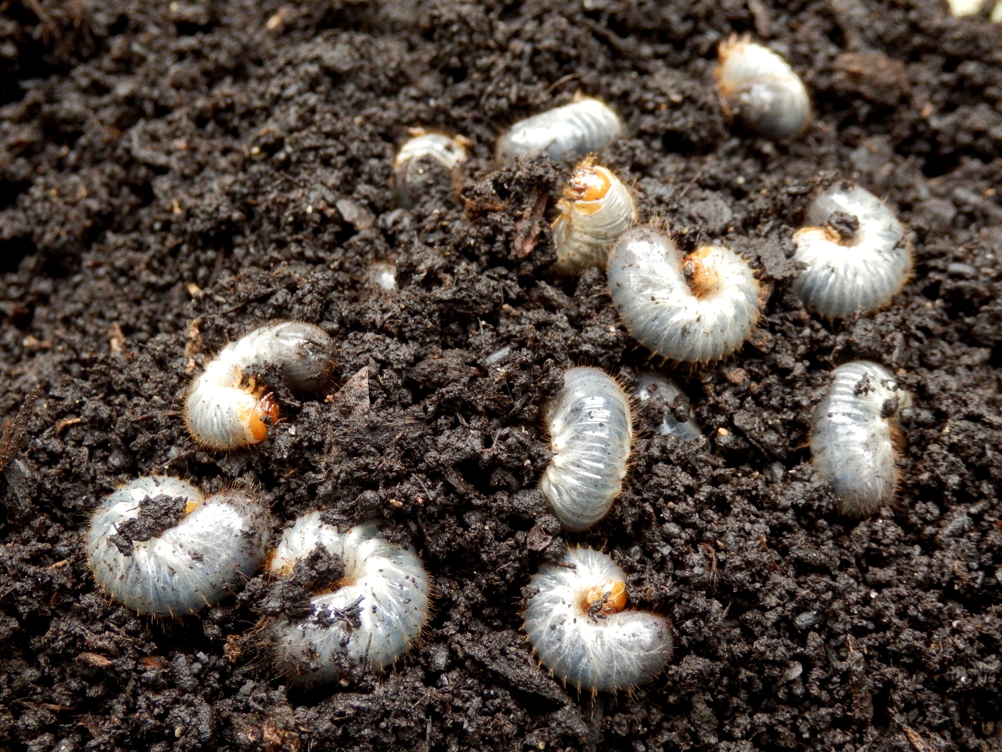 white-grubs-in-lawn