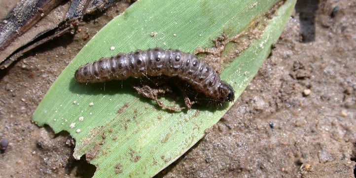 sod-webworms-nematodes.jpg