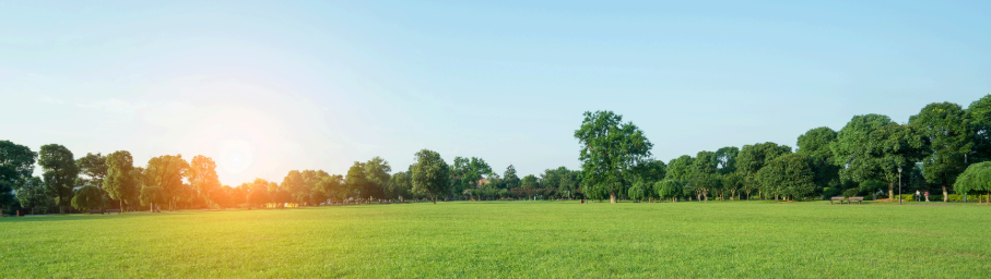 summer lawn