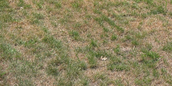 While the grass plants may appear dead to the naked eye, deep inside the plant there is a small area (called the crown) which is still alive.