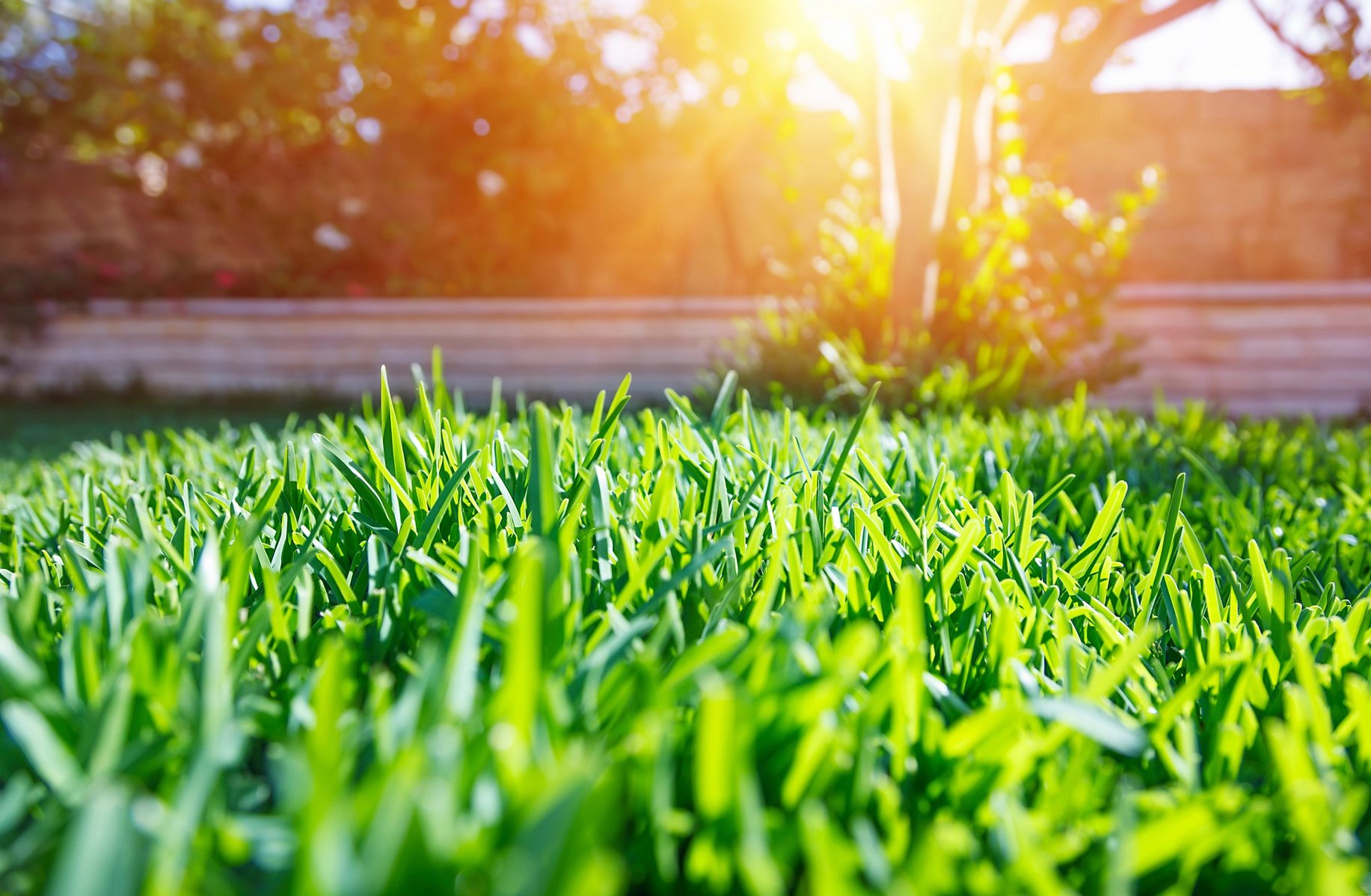 How Kelp Protects Your Lawn